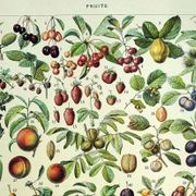 Botanical engraving 1928 A. Millot - Fruit of our regions, fruit harvest