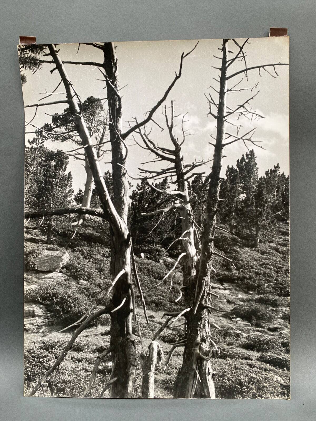 Silver gelatin photograph by Bernard Darot, Dead Tree, 20th century