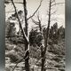Silver gelatin photograph by Bernard Darot, Dead Tree, 20th century