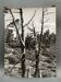 Silver gelatin photograph by Bernard Darot, Dead Tree, 20th century