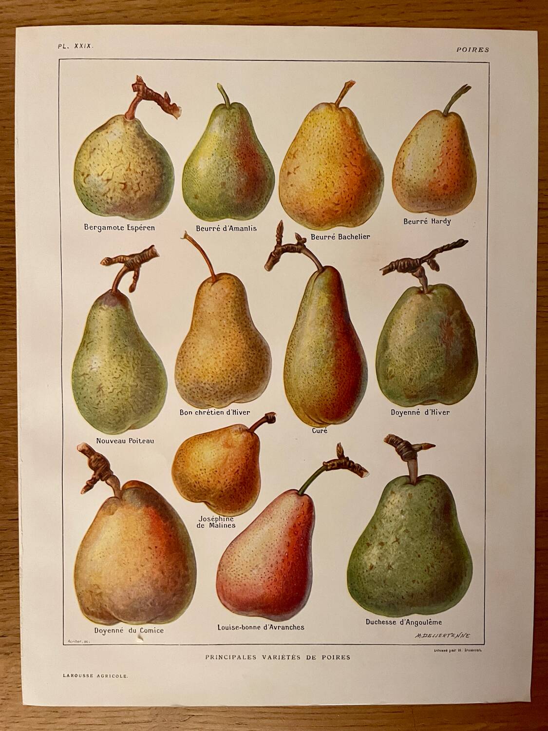 Reserved Sabine B - Lot of 2 lithographs on fruits