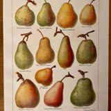 Reserved Sabine B - Lot of 2 lithographs on fruits