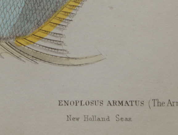 Lithography engraving vintage fish - 1850