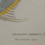 Lithography engraving vintage fish - 1850