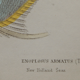 Lithography engraving vintage fish - 1850