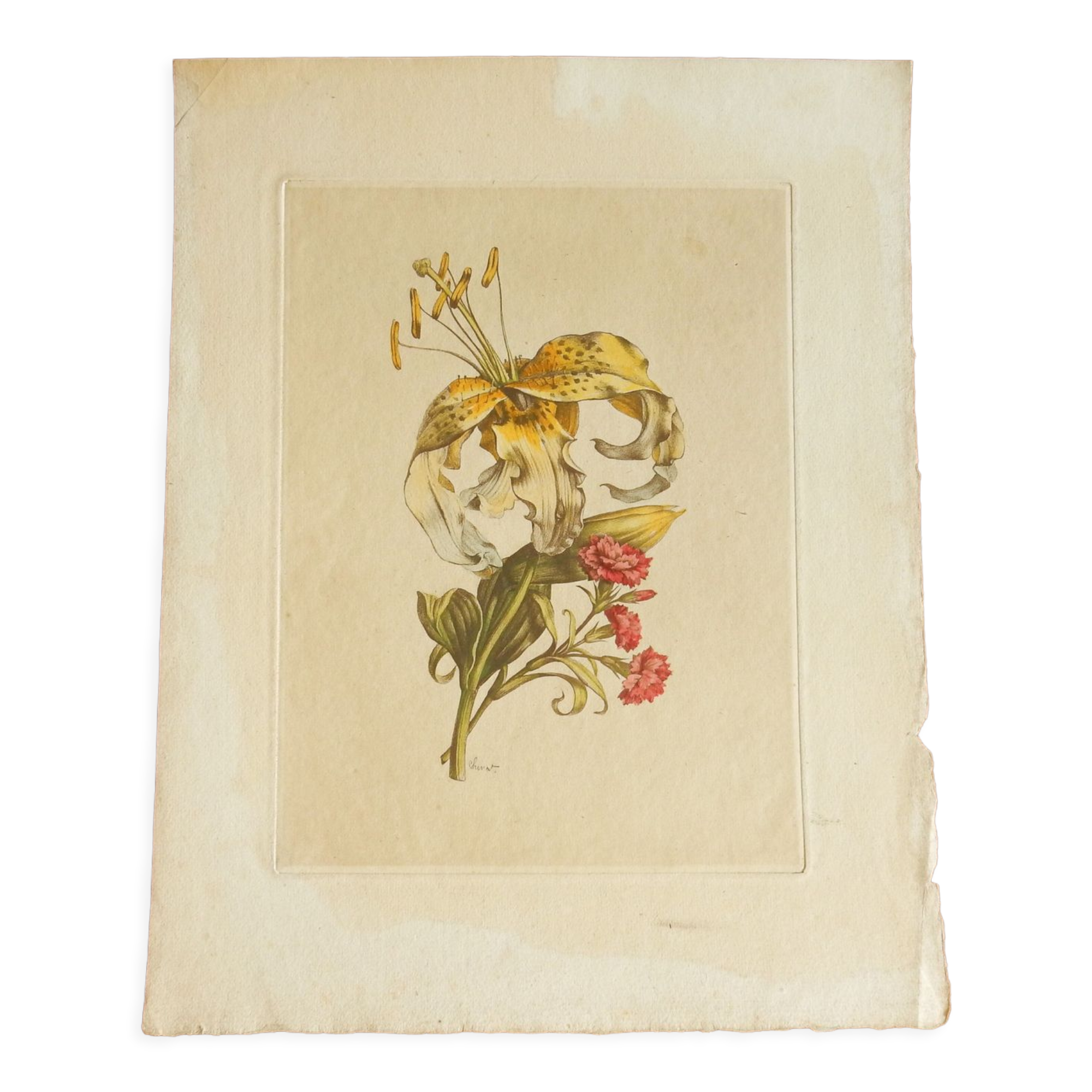 Planche botanique Lys jaune et oeillets du poète roses
