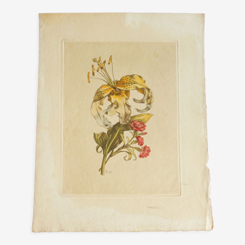 Old botanical plate Yellow lily and pink carnations of the poet