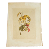 Old botanical plate Yellow lily and pink carnations of the poet