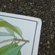Rossignol educational poster "The cotton and the mango tree" vintage.