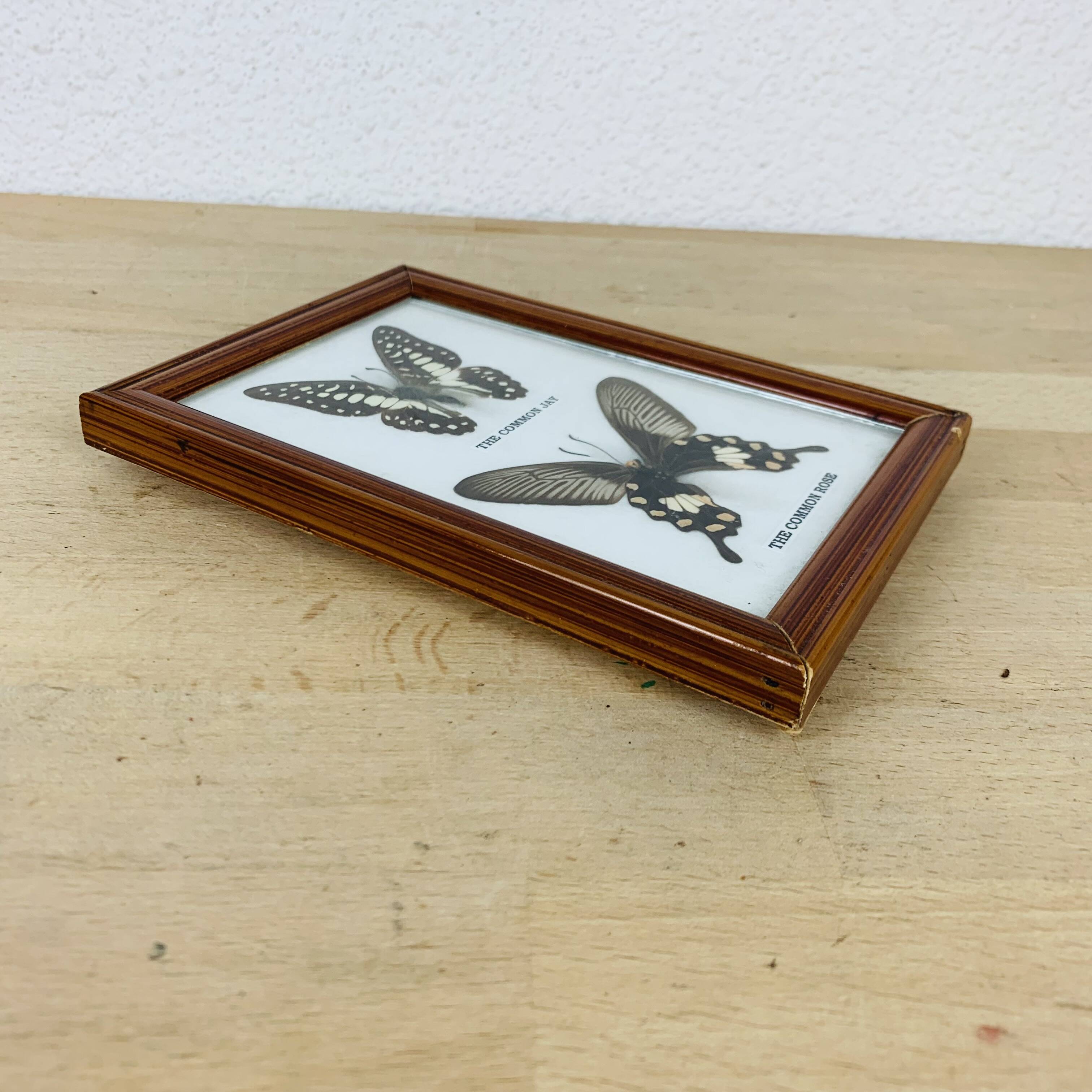 Naturalized butterflies frame