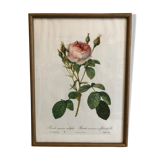 Framed Rosa "Rosa muscosa multiplex"