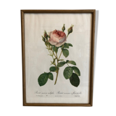 Framed Rosa "Rosa muscosa multiplex"