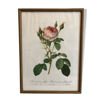 Framed Rosa "Rosa muscosa multiplex"