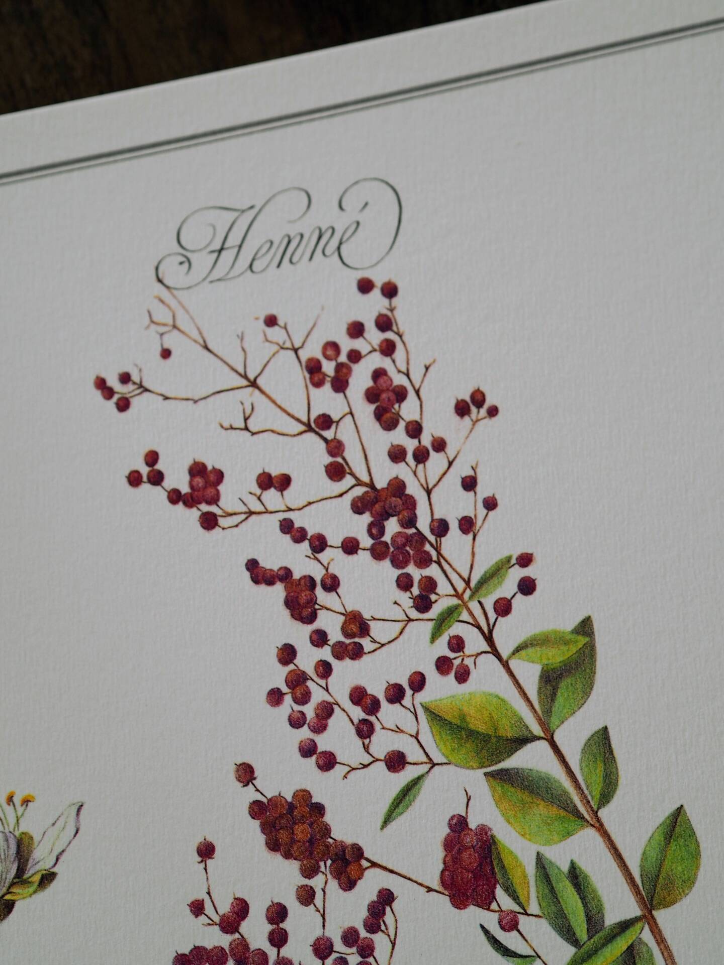 Henna, printed illustration from 1986. Vintage Botany. 24X31cm