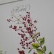 Henna, printed illustration from 1986. Vintage Botany. 24X31cm