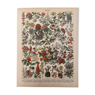 Lithograph engraving Flowers of 1897 (catalpa)