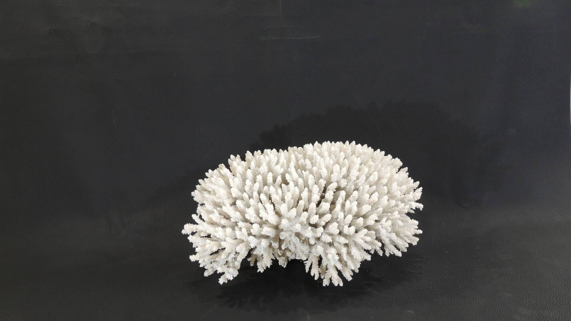 Large white sea coral