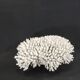 Large white sea coral