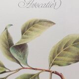 Botanical plank Avocado