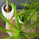 Vintage crystal spike lamp