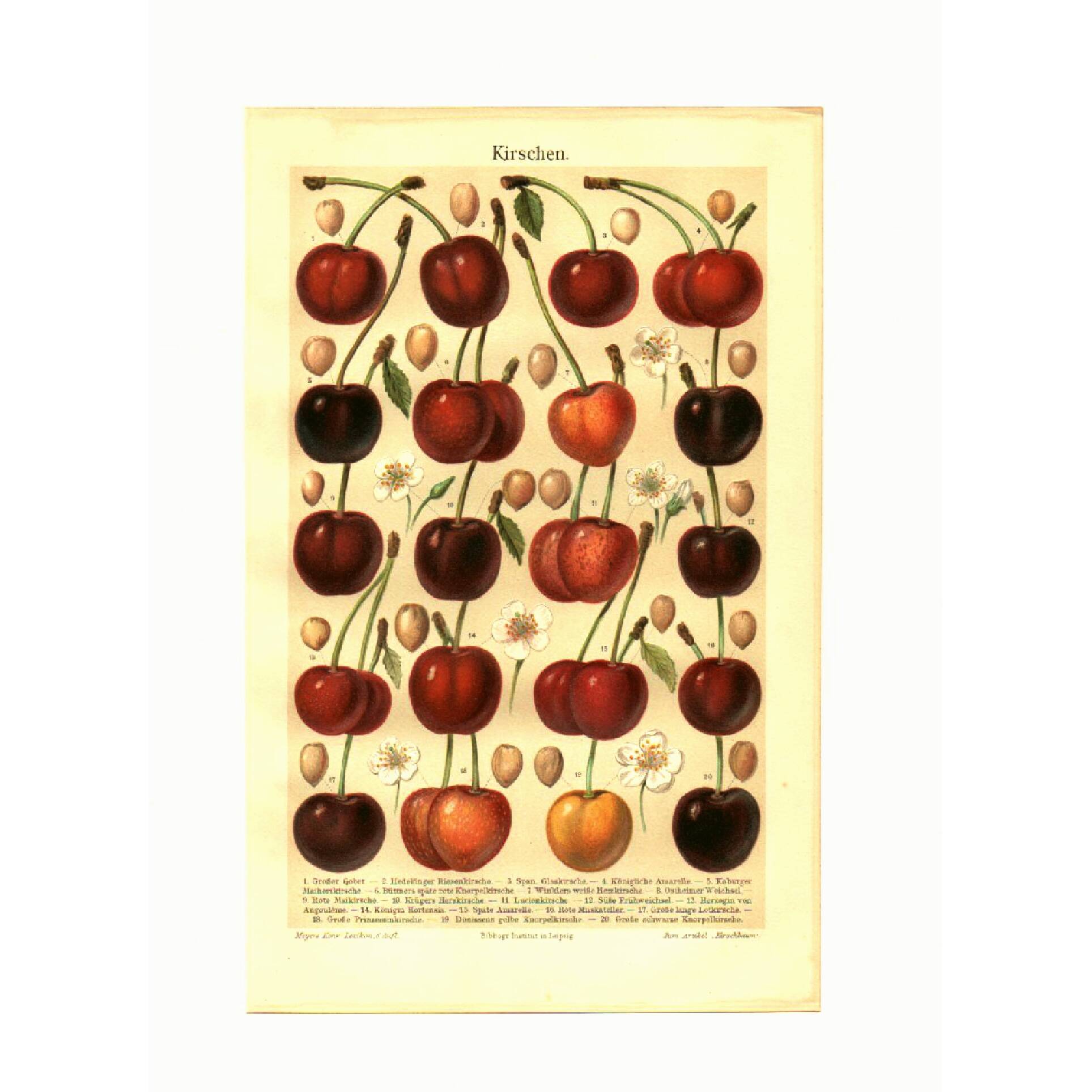 Botanical engraving from 1904 - Cherries - Orchard fruits Lithograph, plate