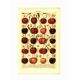 Botanical engraving from 1904 - Cherries - Orchard fruits Lithograph, plate