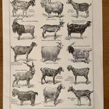 Lithograph on goats - 1920