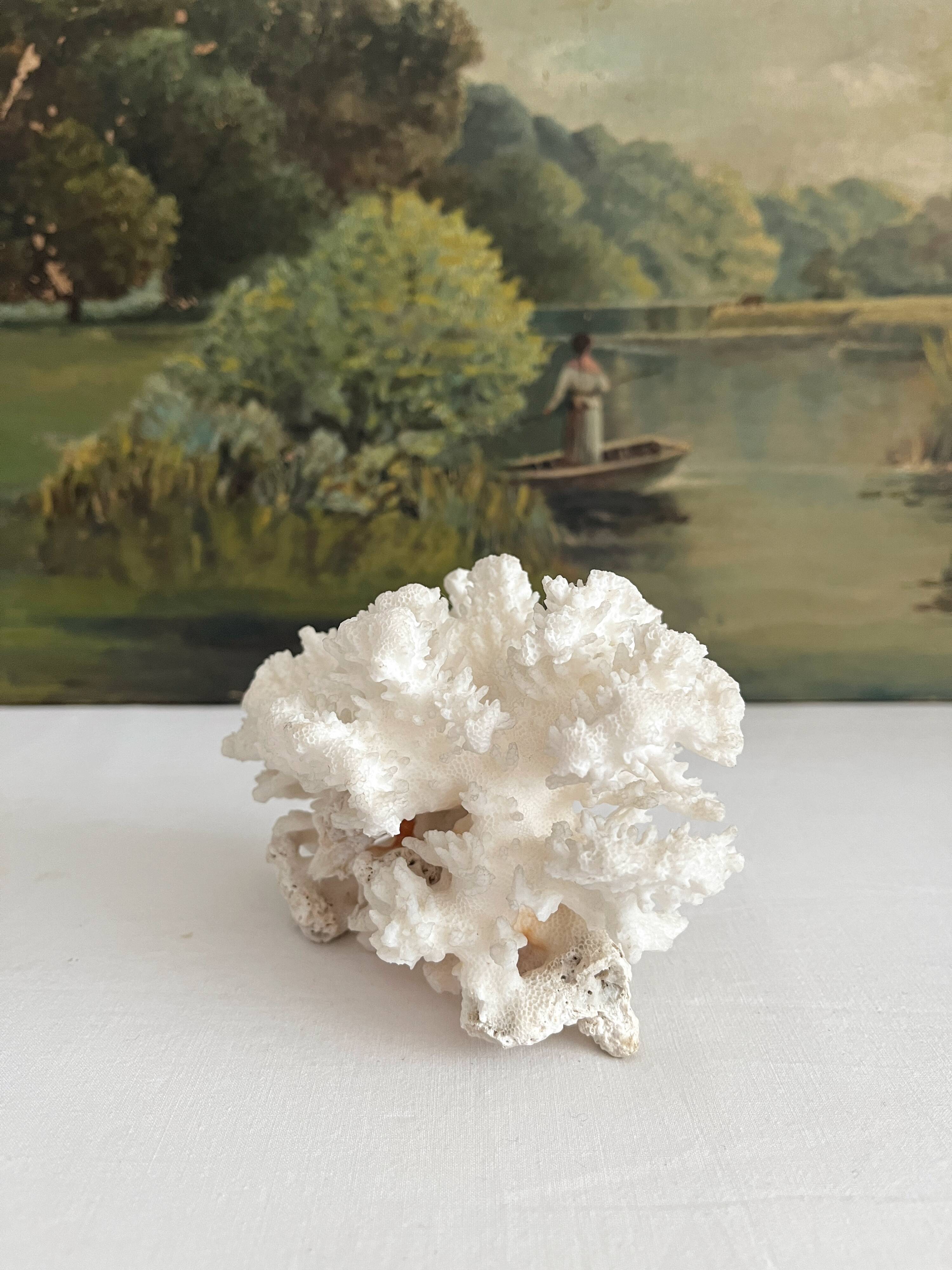 White coral old cabinet of curiosities