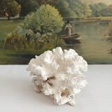 White coral old cabinet of curiosities