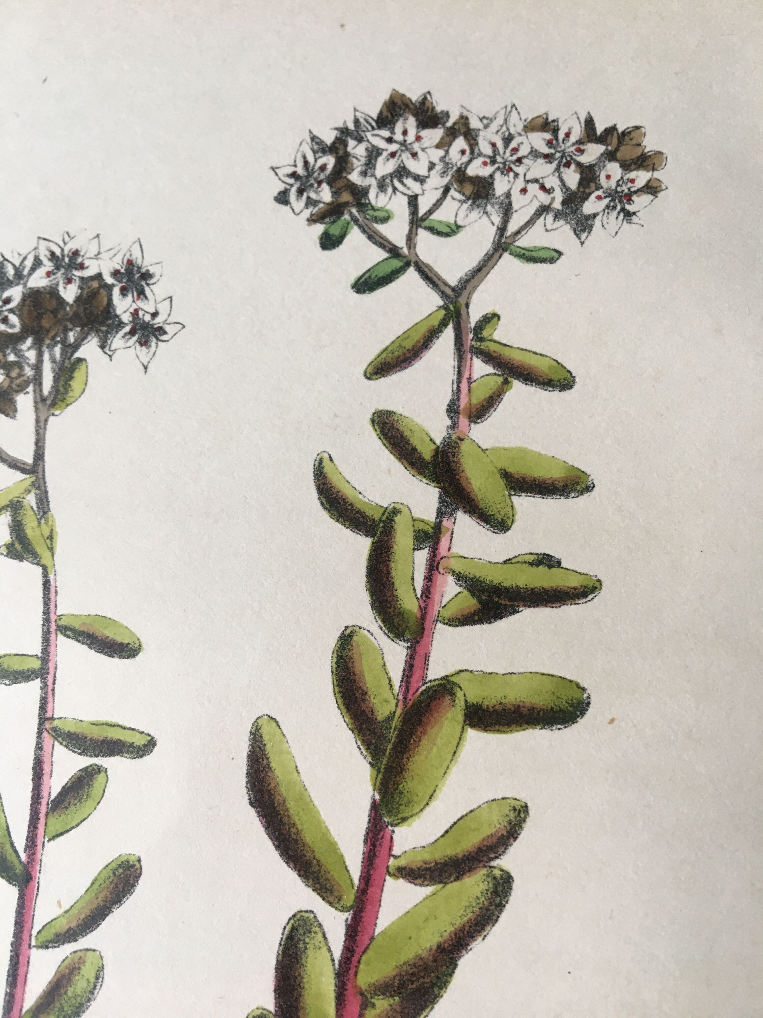 R.Hogg Botanical Boards, 1878