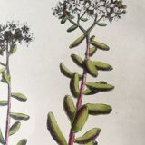 R.Hogg Botanical Boards, 1878