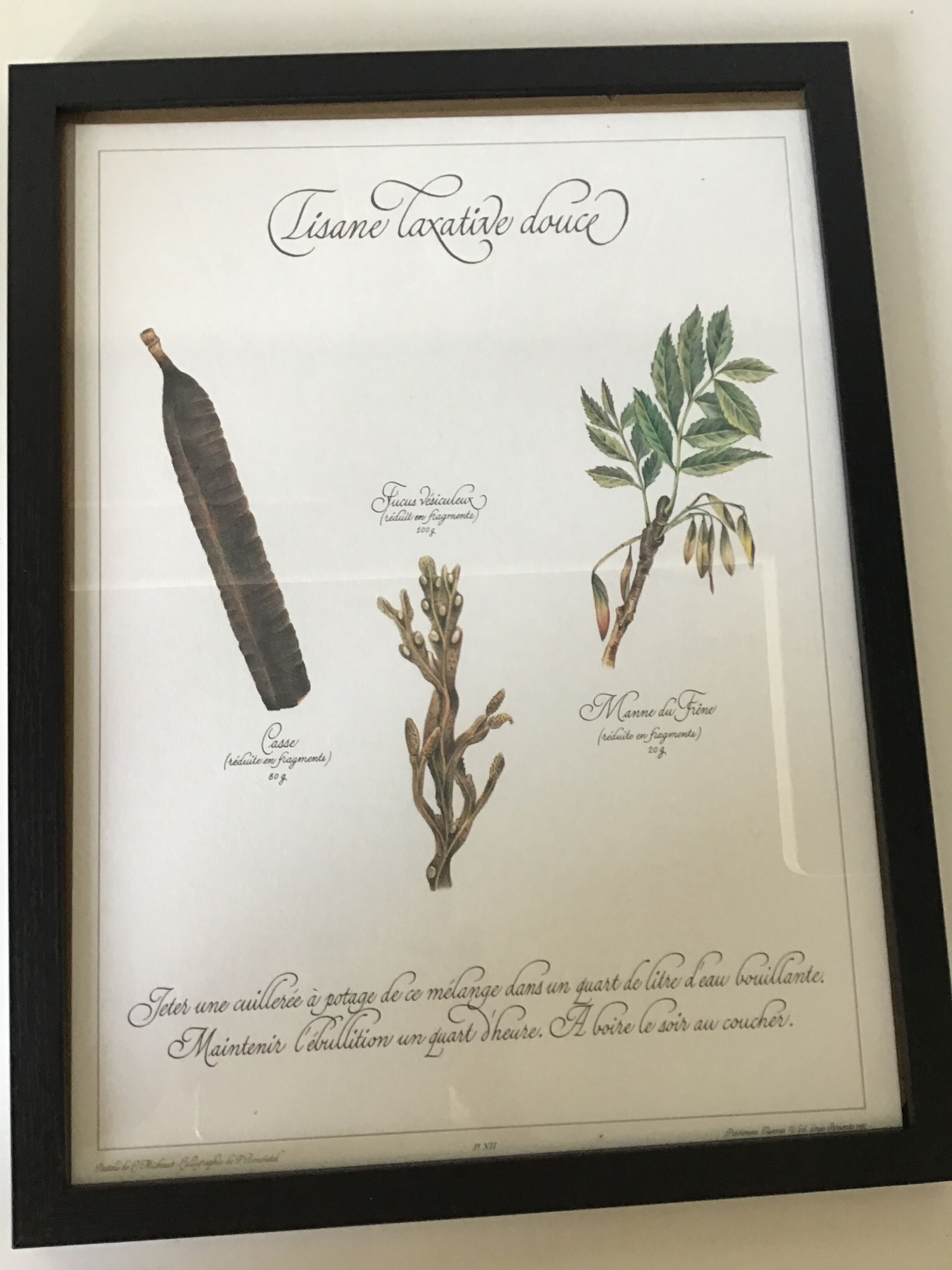 Gravure botanique precieuses tisanes encadree