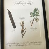 Gravure botanique precieuses tisanes encadree