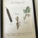 Gravure botanique precieuses tisanes encadree