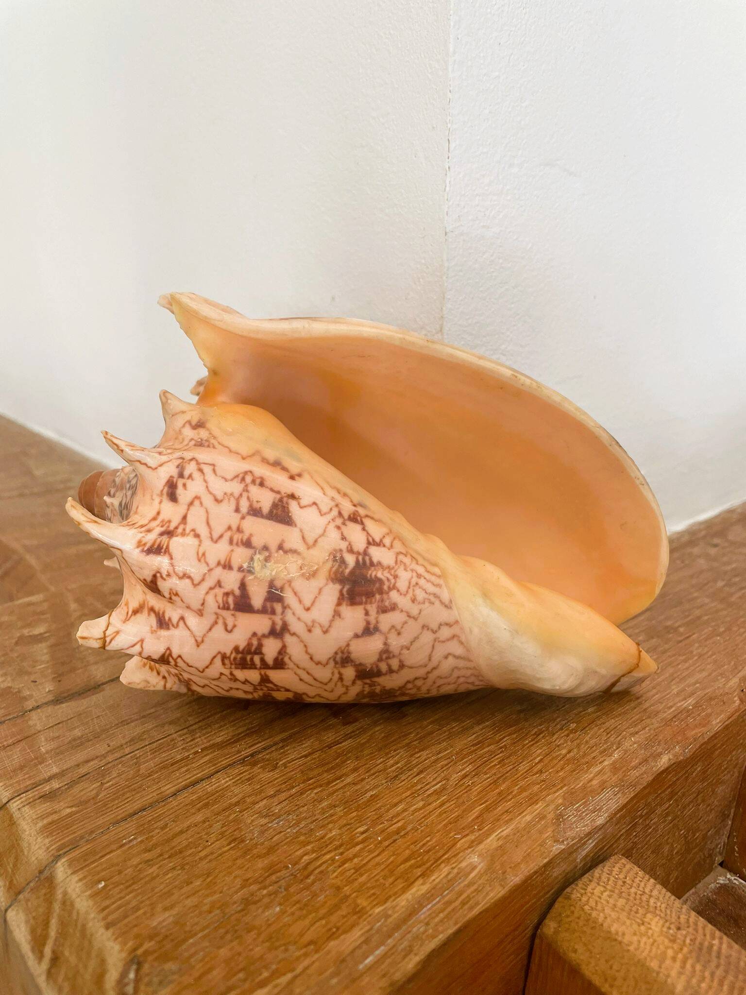 Large seashell: Imperial volute / Cymbiola imperialis