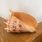 Large seashell: Imperial volute / Cymbiola imperialis