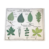 Rossignol pedagogical poster