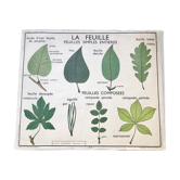 Rossignol pedagogical poster