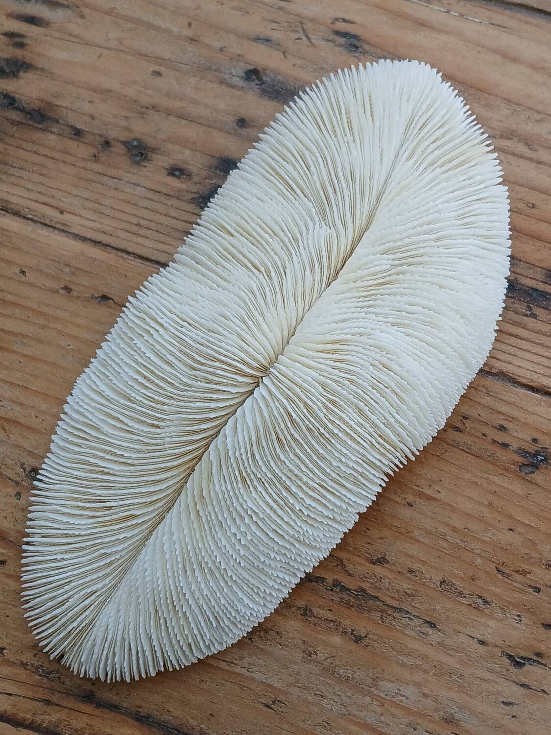 White Coral Fungia 24 cm