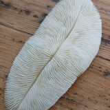 White Coral Fungia 24 cm