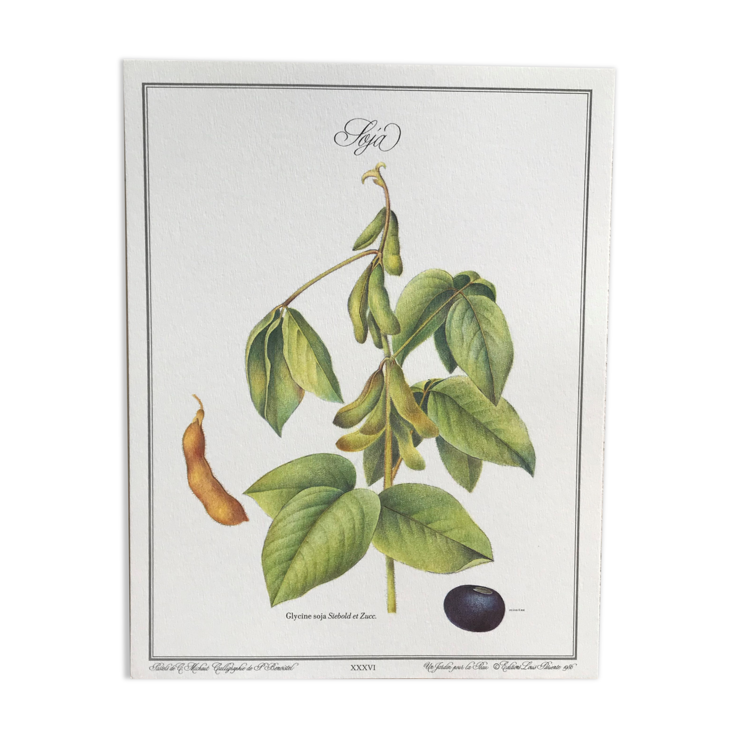 Botanical plank soybeans