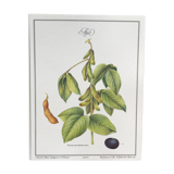 Botanical plank soybeans