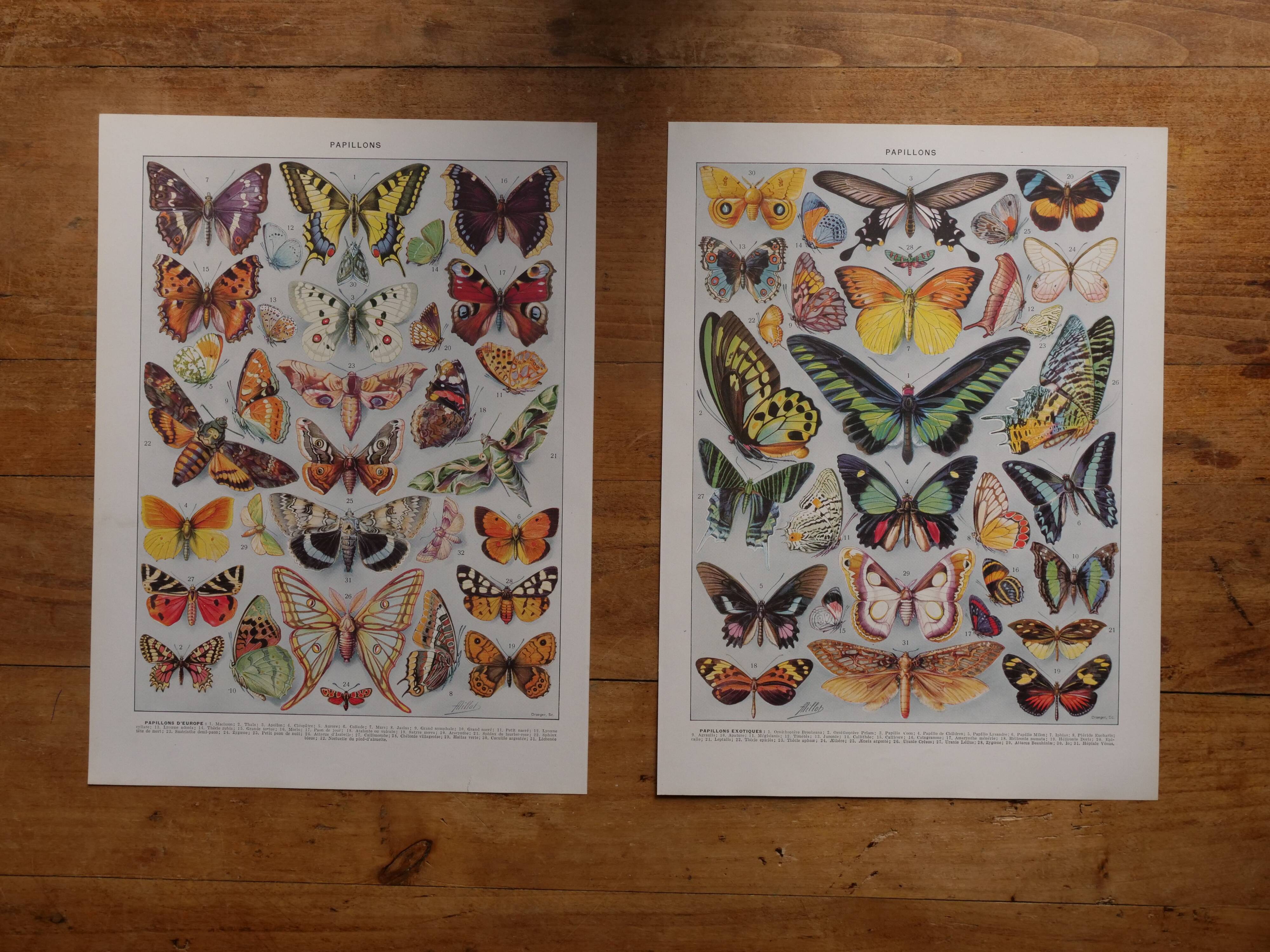 Original lithographs on butterflies