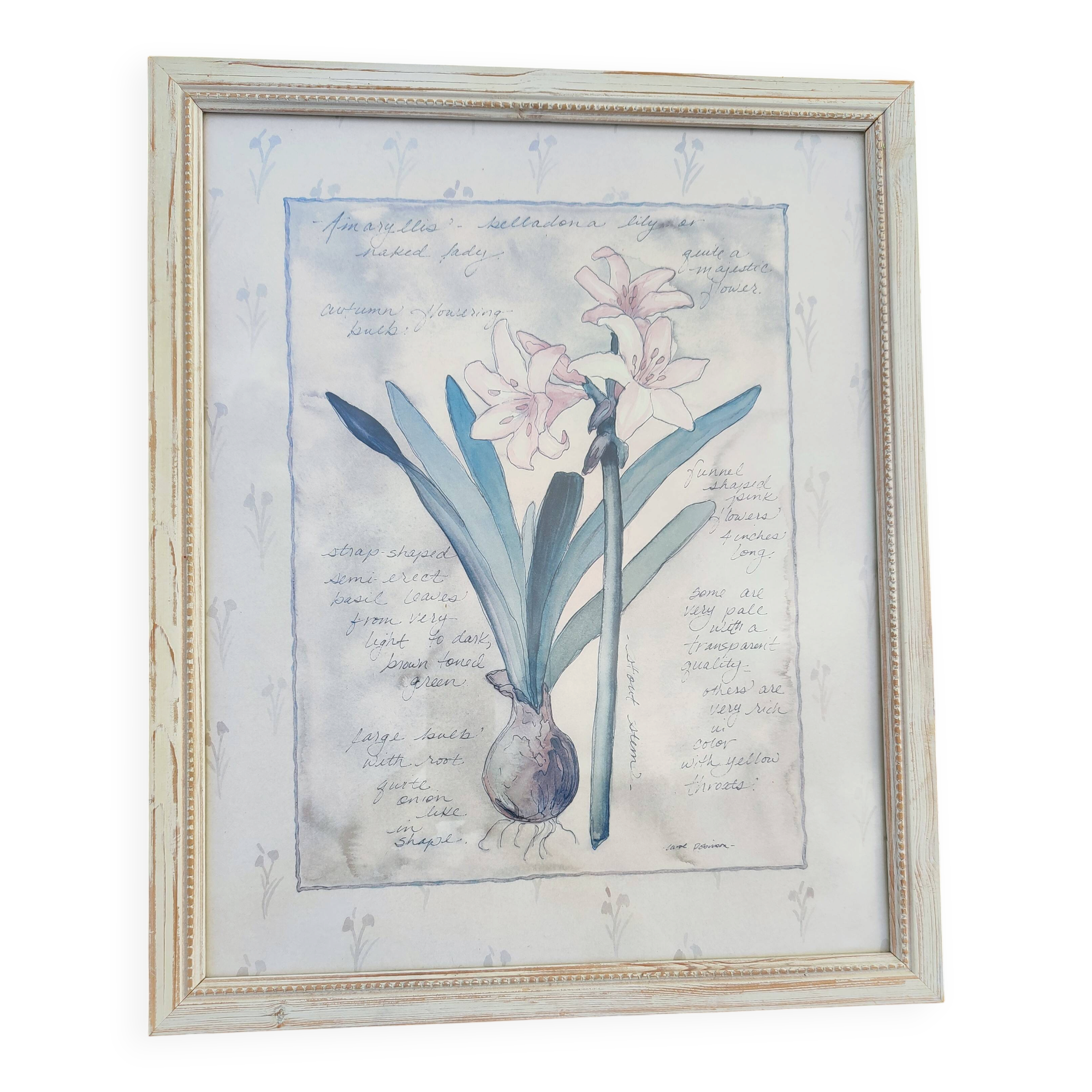 Botanical Decor Frame Illustration "Amaryllis" Carol Robinson