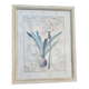 Botanical Decor Frame Illustration "Amaryllis" Carol Robinson
