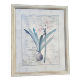Botanical Decor Frame Illustration "Amaryllis" Carol Robinson