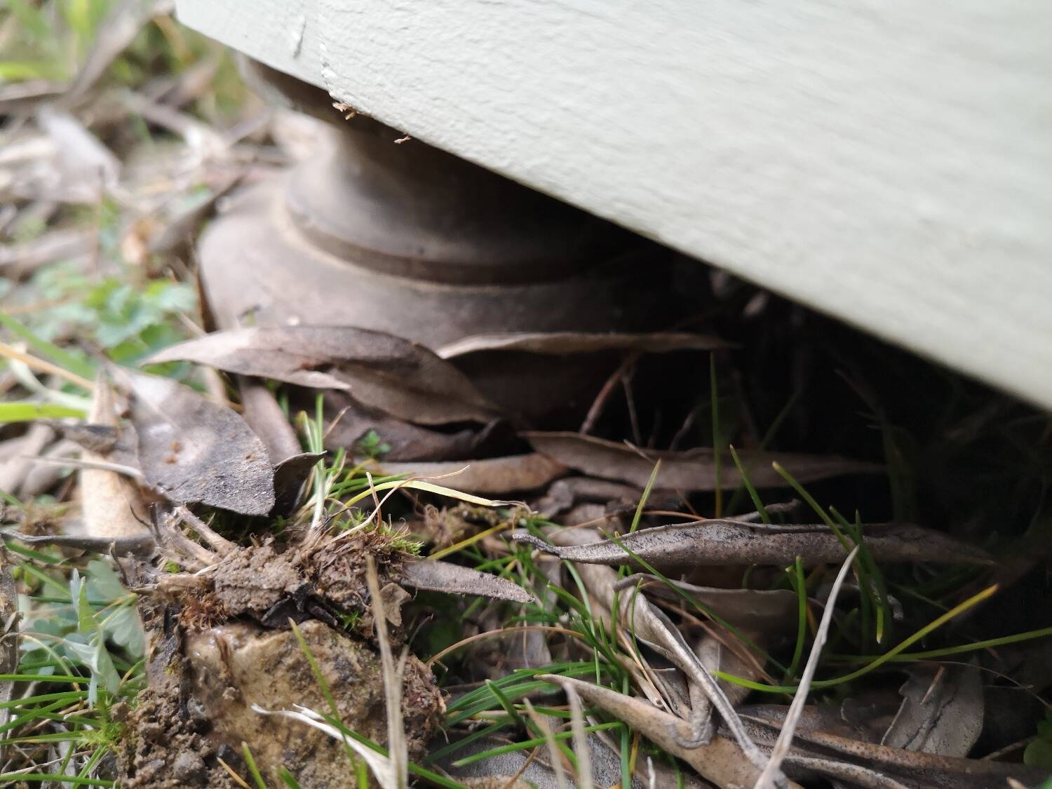Oak chest of drawers