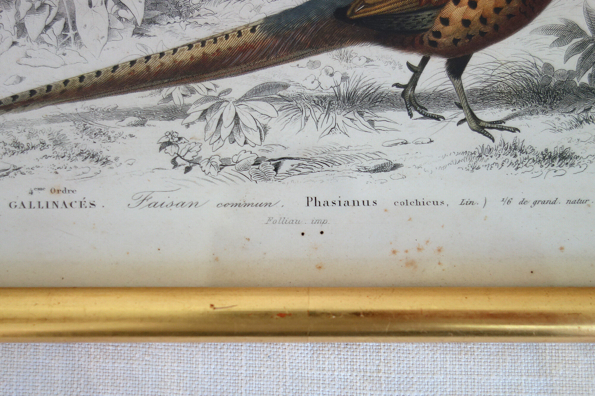 5 framed antique bird engravings