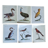 6 bird illustrations