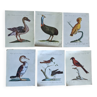 6 illustrations d oiseaux